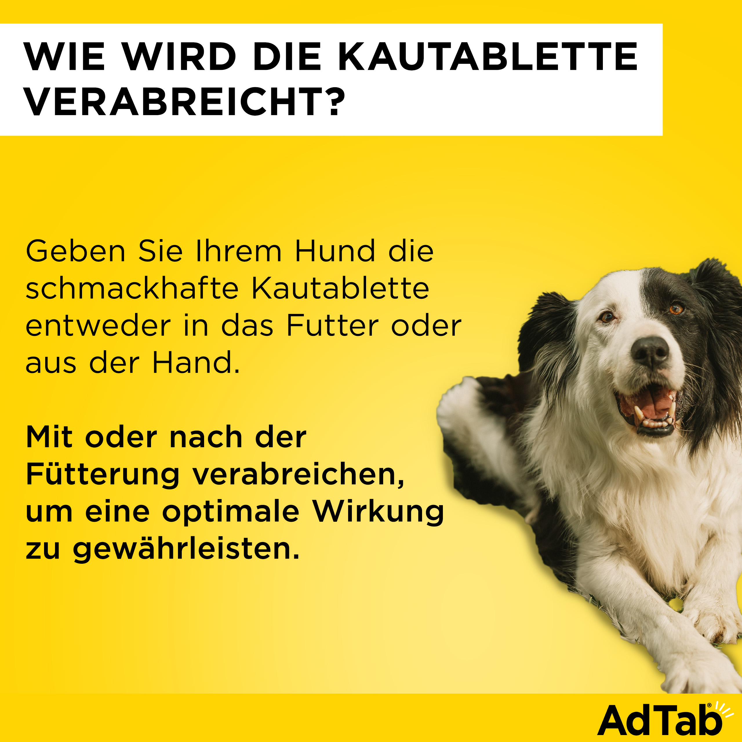 ADTAB 112 mg Kautabletten für Hunde >2,5—5,5 kg
